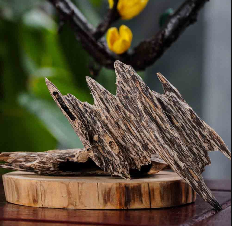 Trầm hương miếng thượng thượng hạng